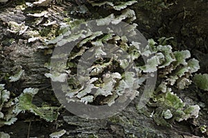Fan shaped fungus on log photo