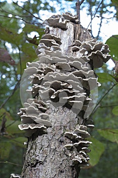 Fan shaped fungus on small stumo photo