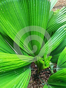 fan-shaped green leaves that grow naturally with straight lines that are charming