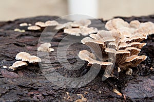 Fan-shaped mushrooms