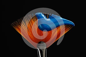 Fan shaped paintbrush with paint in blue color at the tip. Artistic flat fan shaped paintbrush against a black background photo