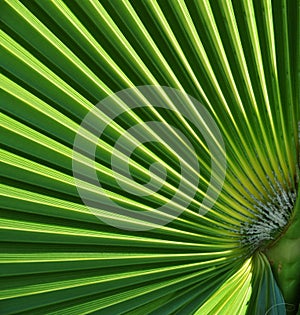 Fan shaped Palm leaf photo