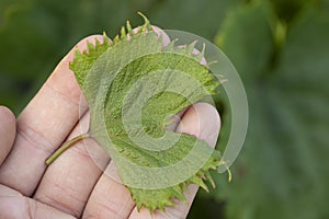 Fan-shaped wrinkling of grape leaves as sign of herbicidal burn.