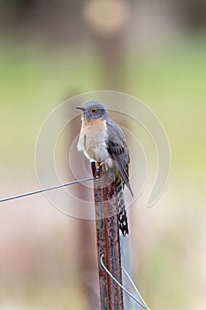 Fan-tailed Cuckoo in Australia