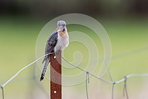 Fan-tailed Cuckoo in Victoria, Australia