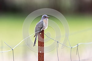 Fan-tailed Cuckoo in Victoria, Australia