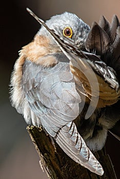 Fan-tailed Cuckoo in Victoria, Australia
