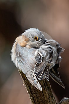 Fan-tailed Cuckoo in Victoria, Australia