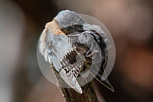 Fan-tailed Cuckoo in Victoria, Australia