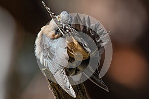 Fan-tailed Cuckoo in Victoria, Australia