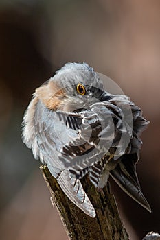 Fan-tailed Cuckoo in Victoria, Australia