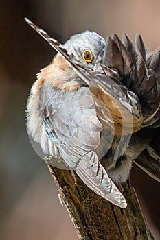 Fan-tailed Cuckoo in Victoria, Australia