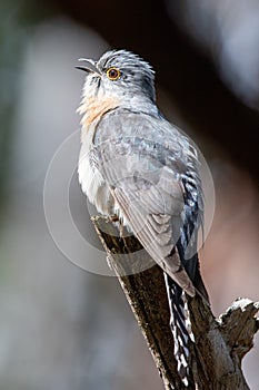 Fan-tailed Cuckoo in Victoria, Australia