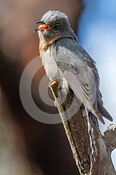 Fan-tailed Cuckoo in Victoria, Australia