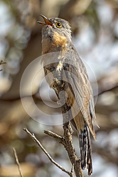 Fan-tailed Cuckoo in Western Australia