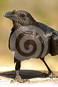 Fan-tailed raven photo