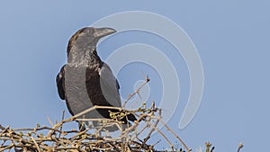 Fan-tailed Raven on Bush
