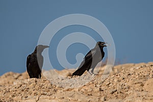 Fan-tailed Raven / Corvus rhipidurus