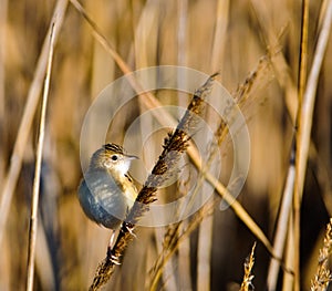 Fan-tailed Warbler