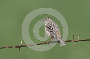 Fan-tailed warbler or Zitting cisticola, Euthlypis lachrymosa