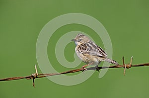 Fan-tailed warbler or Zitting cisticola, Euthlypis lachrymosa