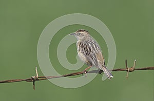 Fan-tailed warbler or Zitting cisticola, Euthlypis lachrymosa photo
