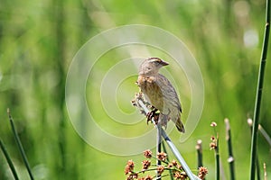 The Fan-tailed Widowbird Euplectes axillaris