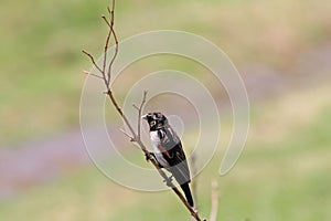 The Fan-tailed Widowbird - Euplectes axillaris