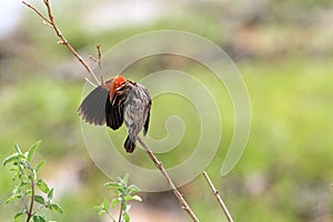 The Fan-tailed Widowbird - Euplectes axillaris