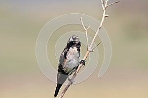 The Fan-tailed Widowbird - Euplectes axillaris