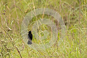 A fan tailed widowbird sitting on a grass stalk.