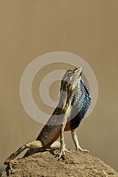 Fan Throated Lizard