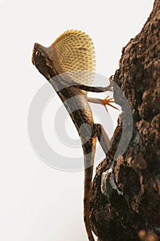 Fan throated lizard