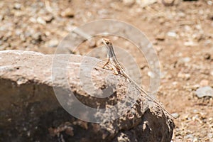 Fan-throated Lizard Male perching on a Rock
