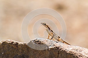 Fan-throated Lizard Male perching on a Rock