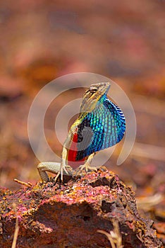 Fan Throated Lizard- male, Sitana ponticeriana, displaying fan, Satara, Maharashtra