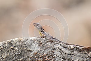 Fan-throated Lizard Reptile India