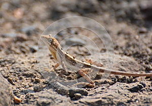 Fan-throated Lizard resting on the ground in the forest of Central India Indore Madhya Pradesh