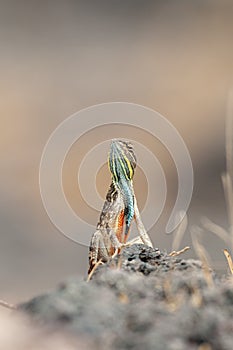 Fan Throated Lizard or Sitana in the Breeding display seen at Satara,Maharashtra,India