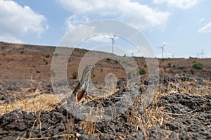 Fan Throated Lizard or Sitana in the Breeding display seen at Satara,Maharashtra,India