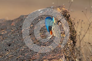 Fan Throated Lizard or Sitana in the Breeding display seen at Satara,Maharashtra,India