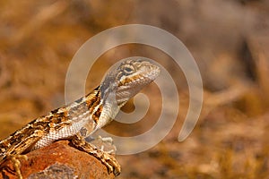 Fan-throated lizard, Sitana laticeps , Kolhapur , INDIA