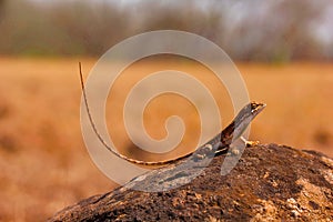 Fan-throated lizard, Sitana laticeps , Kolhapur , INDIA