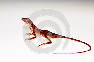 Fan-throated lizard, Sitana laticeps , Kolhapur , INDIA