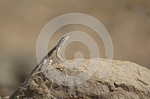Fan-throated lizard Sitana ponticeriana