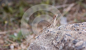 Fan throated lizard (Sitana ponticeriana ) with nature background macro closeup 