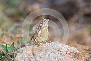 Fan throated lizard (Sitana ponticeriana ) with nature background macro closeup 