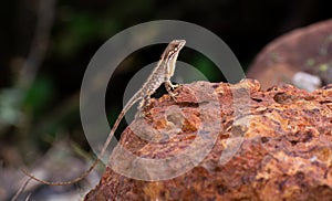 Fan throated lizard (Sitana ponticeriana ) with nature background macro closeup 