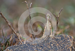 Fan throated lizard (Sitana ponticeriana ) with nature background macro closeup 