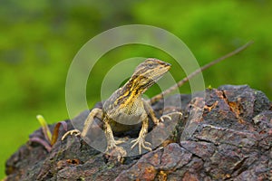 The fan-throated lizard, Sitana ponticeriana- pregnant female